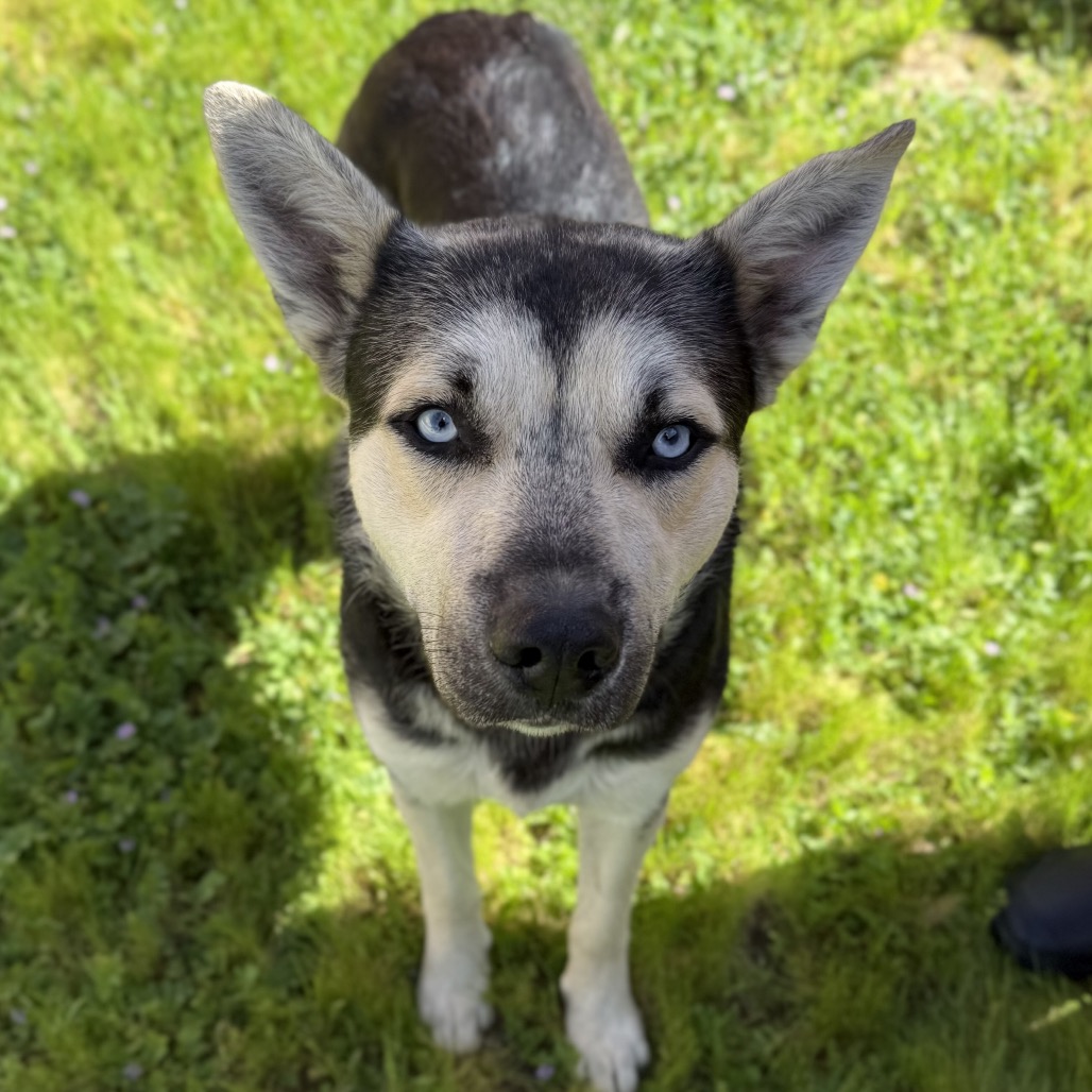 Kennel#11 Milo's preview photo