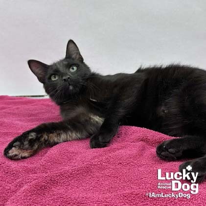 ERNIE - Domestic Shorthair available for adoption
