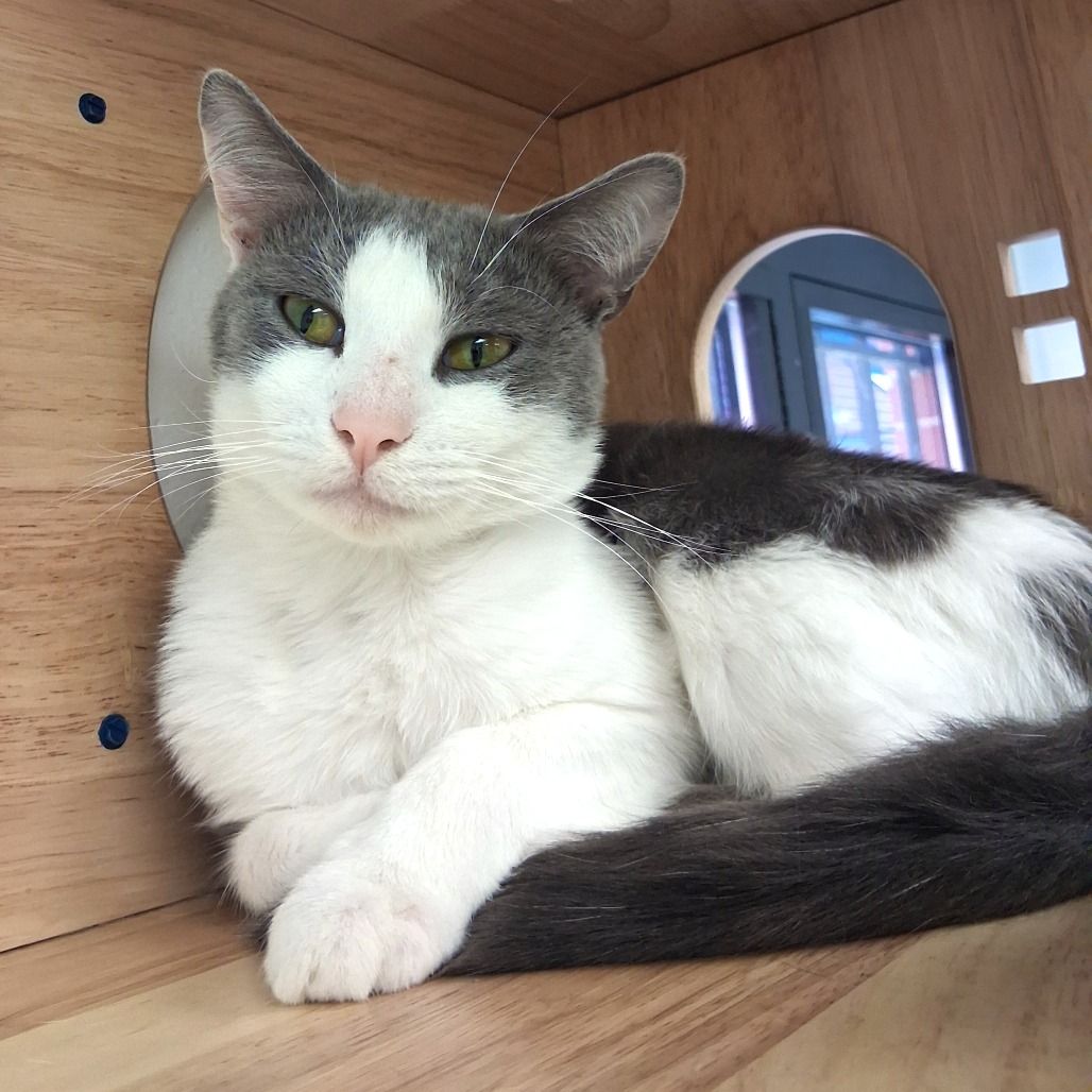 GRASSHOPPER - Domestic Shorthair available for adoption