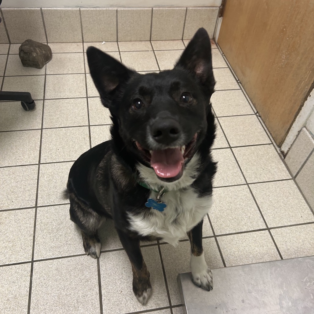 Patches — thumbnail 2