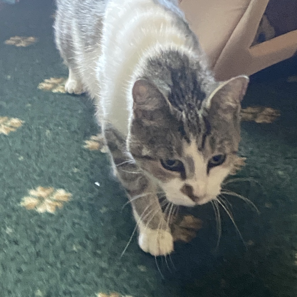 Moxie, photo 6