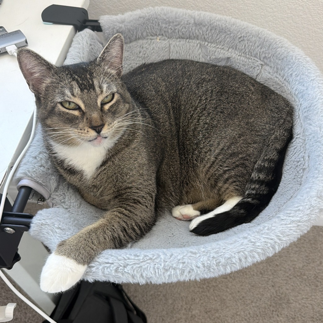 LUNA - Domestic Shorthair available for adoption