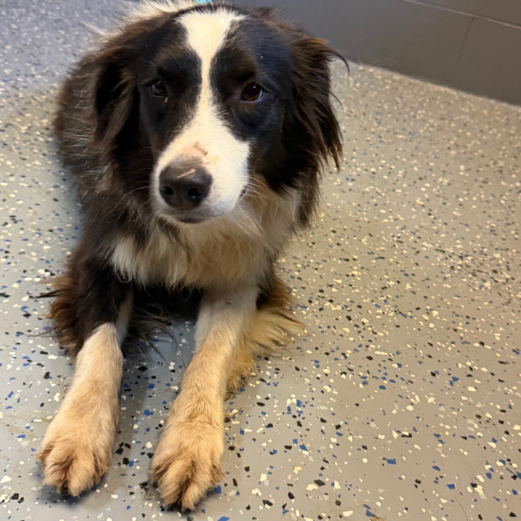  Photo of TUSC-Stray-84755_2