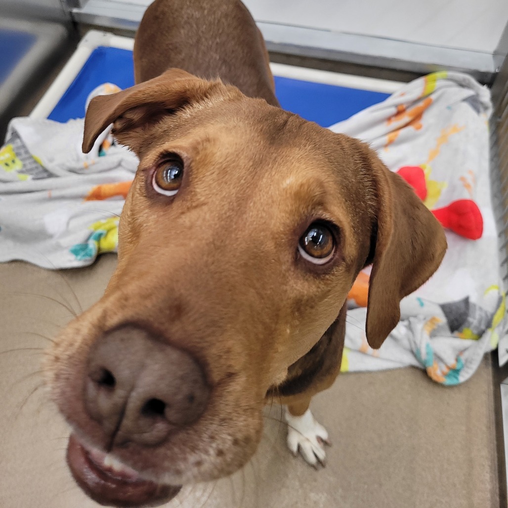 Autumn is available for adoption at Gulf Coast Humane Society