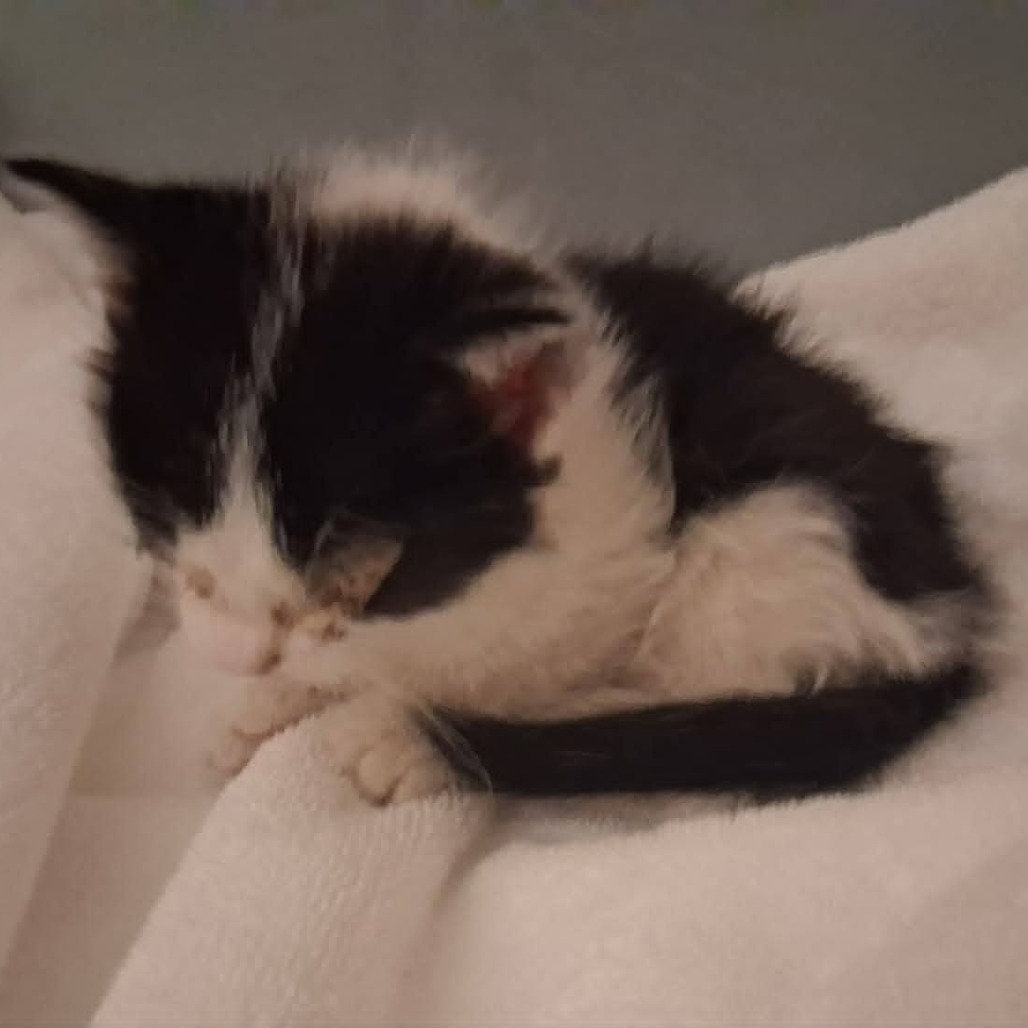 MACARON - Domestic Shorthair available for adoption