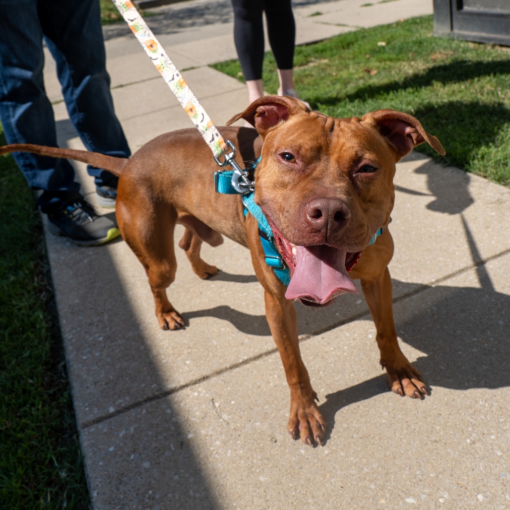 OSWALD - Terrier / American Pit Bull available for adoption