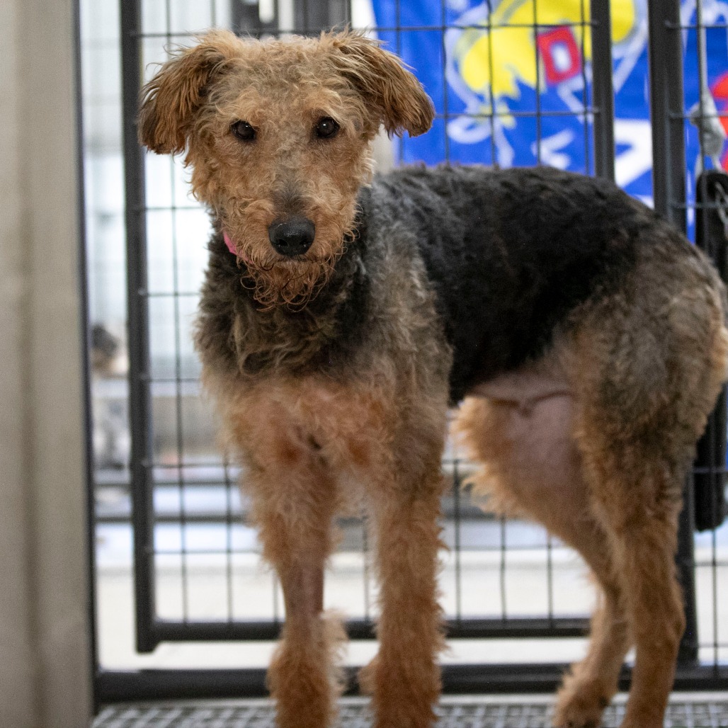 MRS. PICKLES (S26-73) - Terrier / Airedale available for adoption