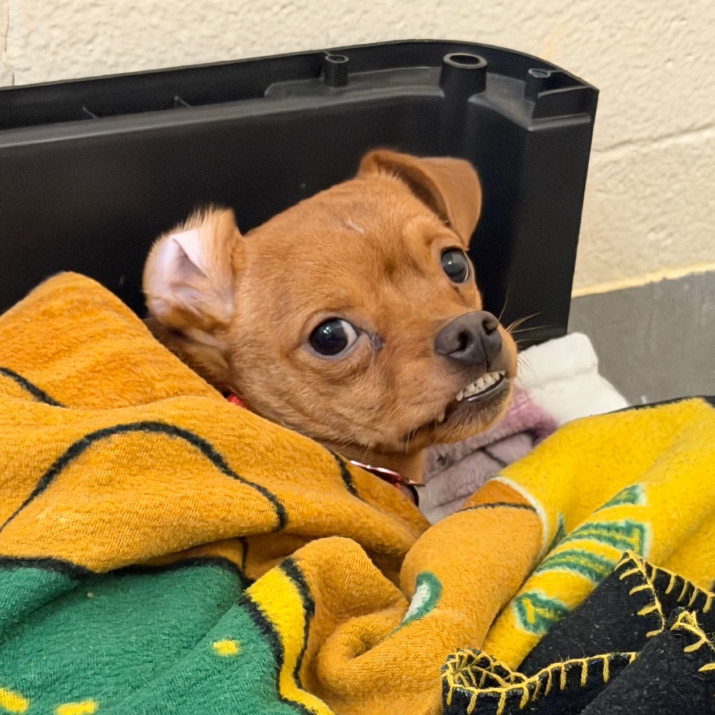 Chihuahua