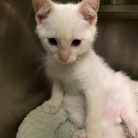 HUBBARD - Domestic Shorthair available for adoption