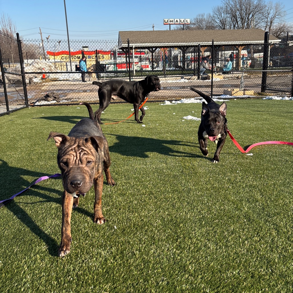 Aliah — thumbnail 4