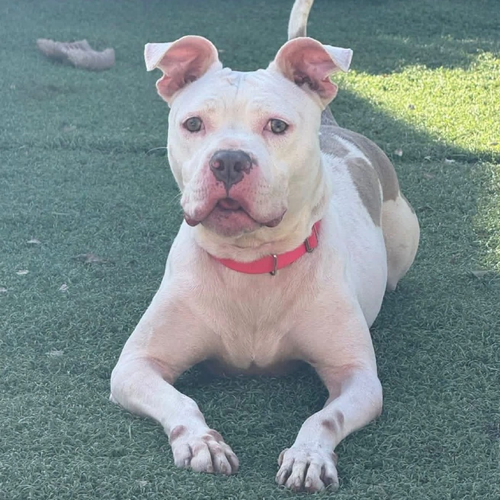 Photo of Priscilla"Prissy"