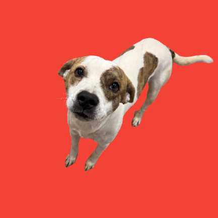 Tusc Stray 82274
