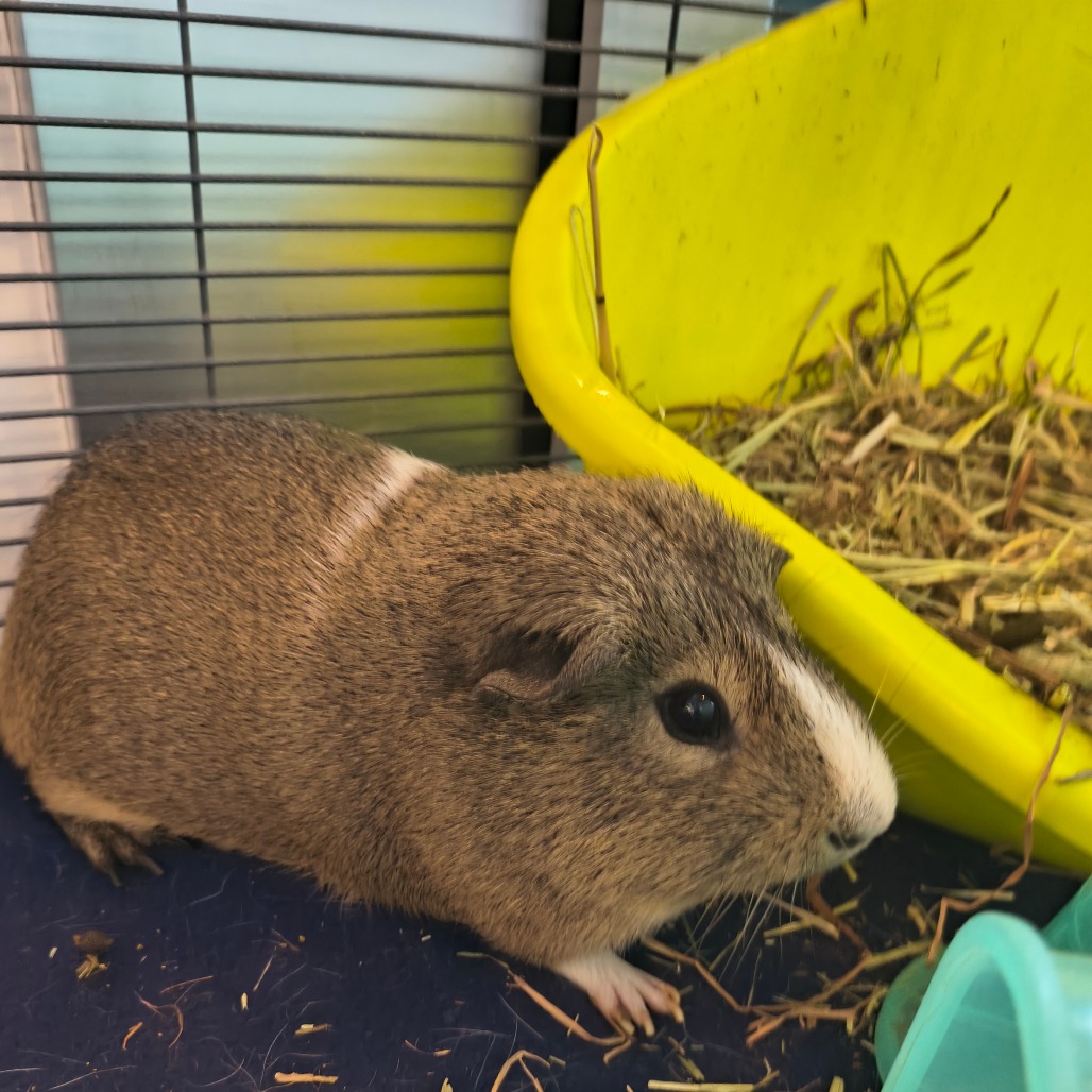 CANNOLI - American available for adoption