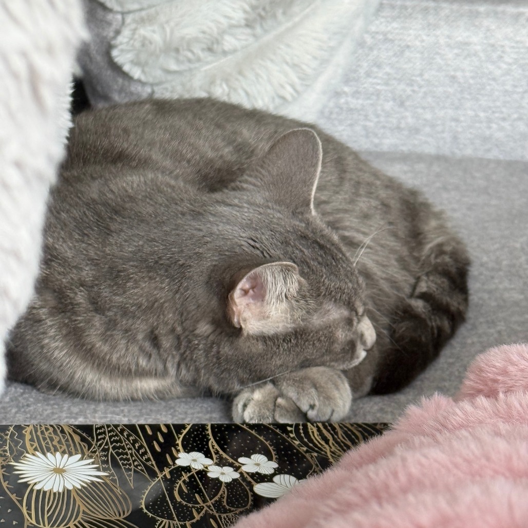 Sophie — thumbnail 9