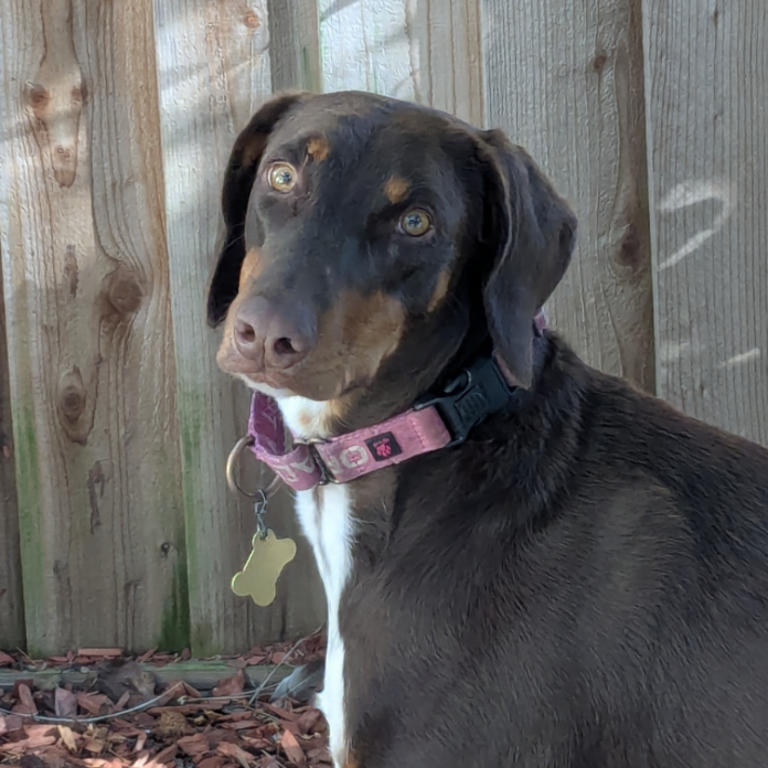 AMELIA, photo 4