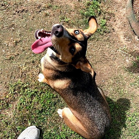 PIXIE - Shepherd / Husky available for adoption