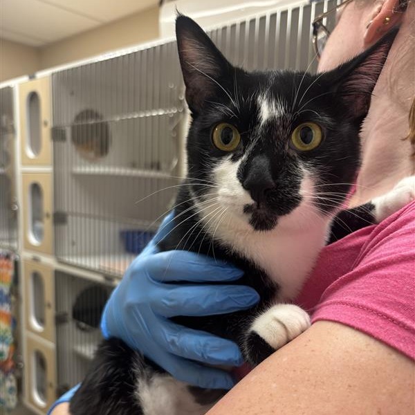 Knola: Female 14 Domestic Shorthair