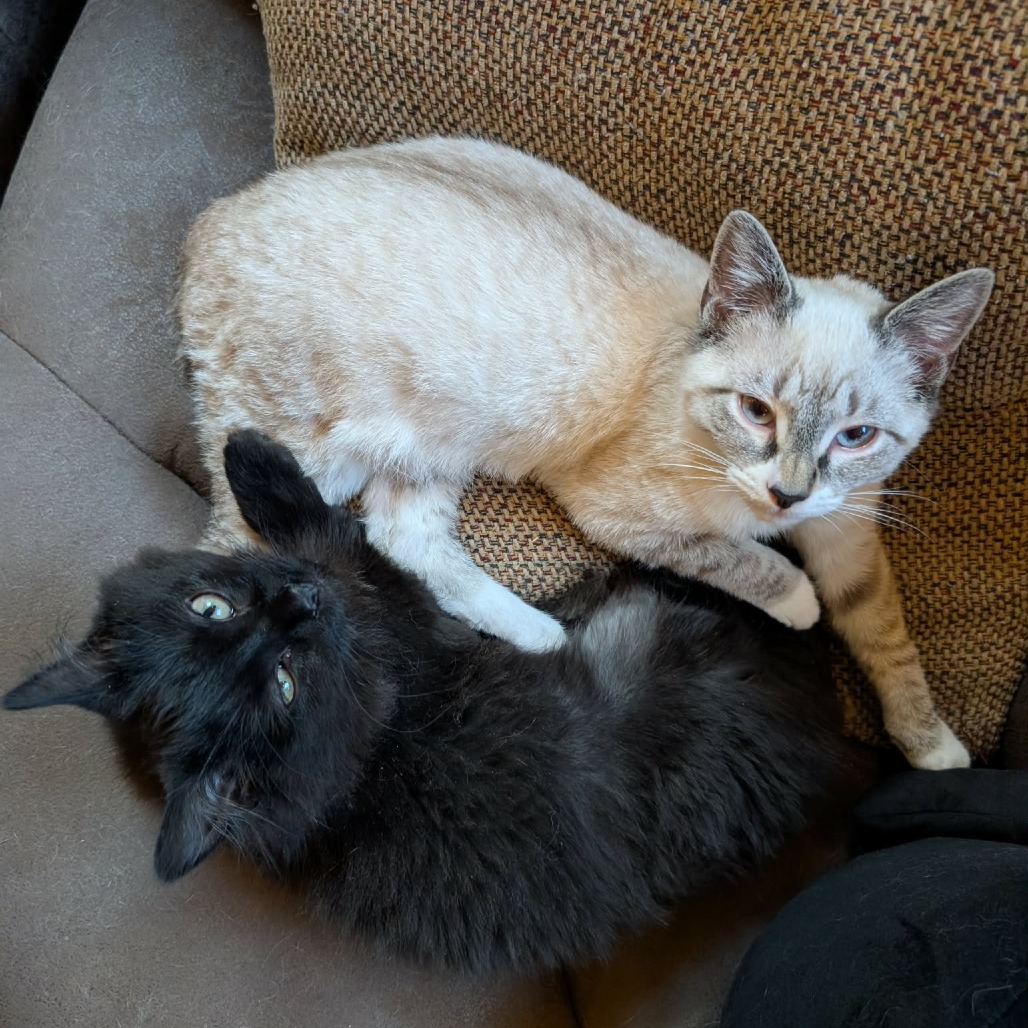 Tinsel — thumbnail 4