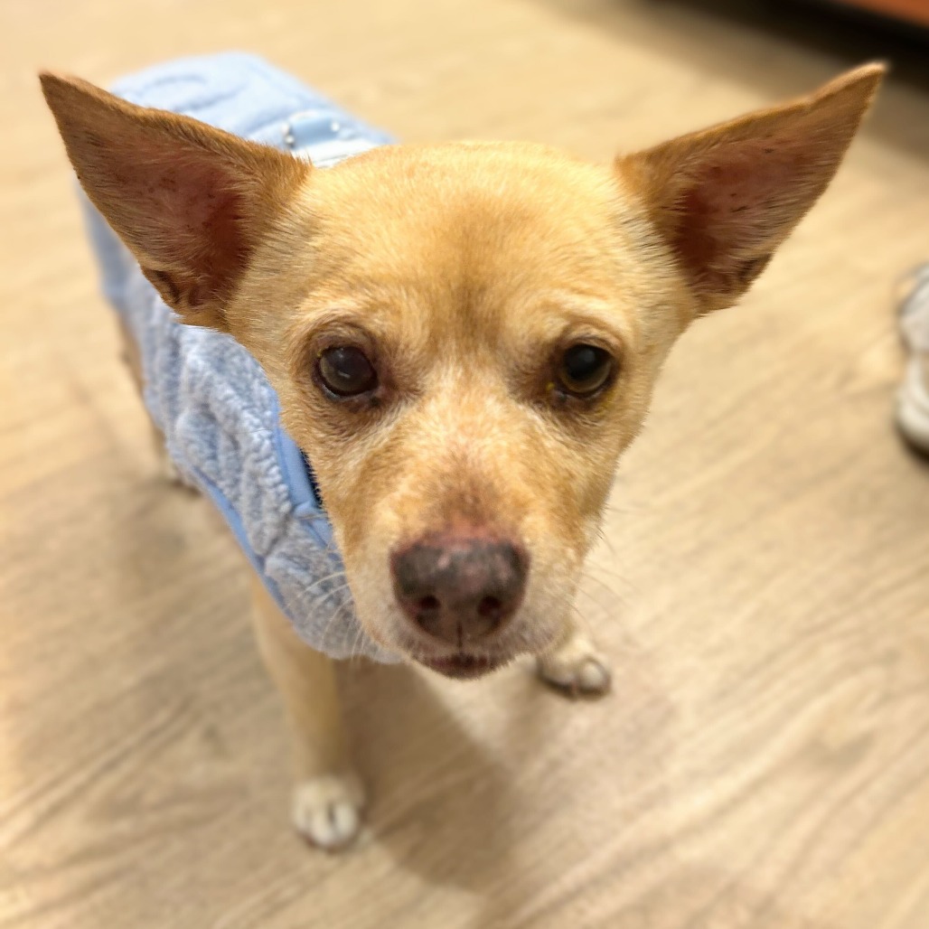 Gloss 13598 — thumbnail 4