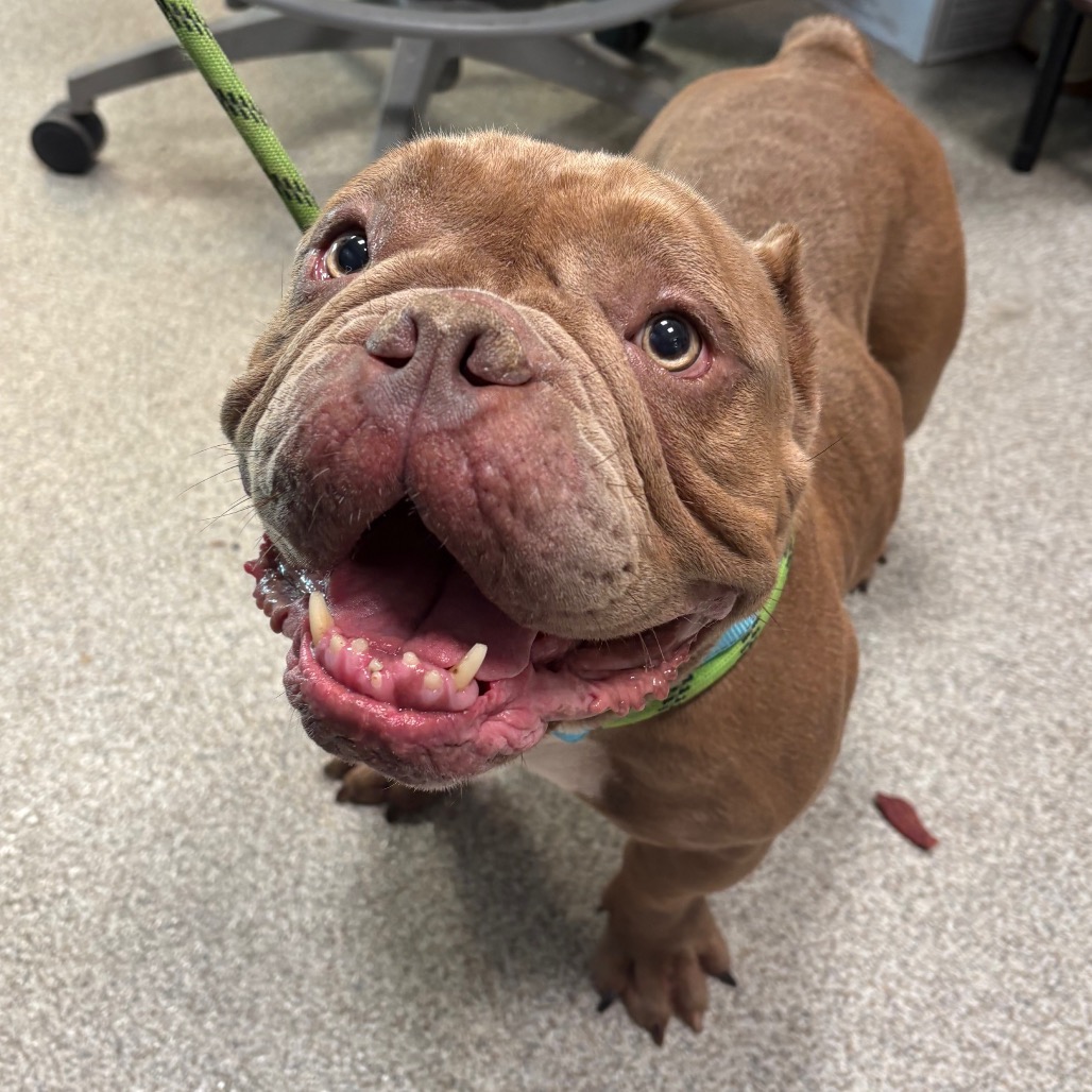 Bulldog