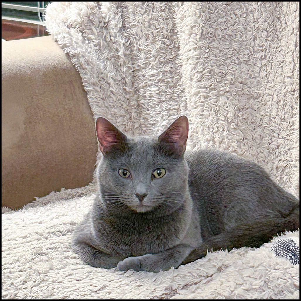 TAIMA