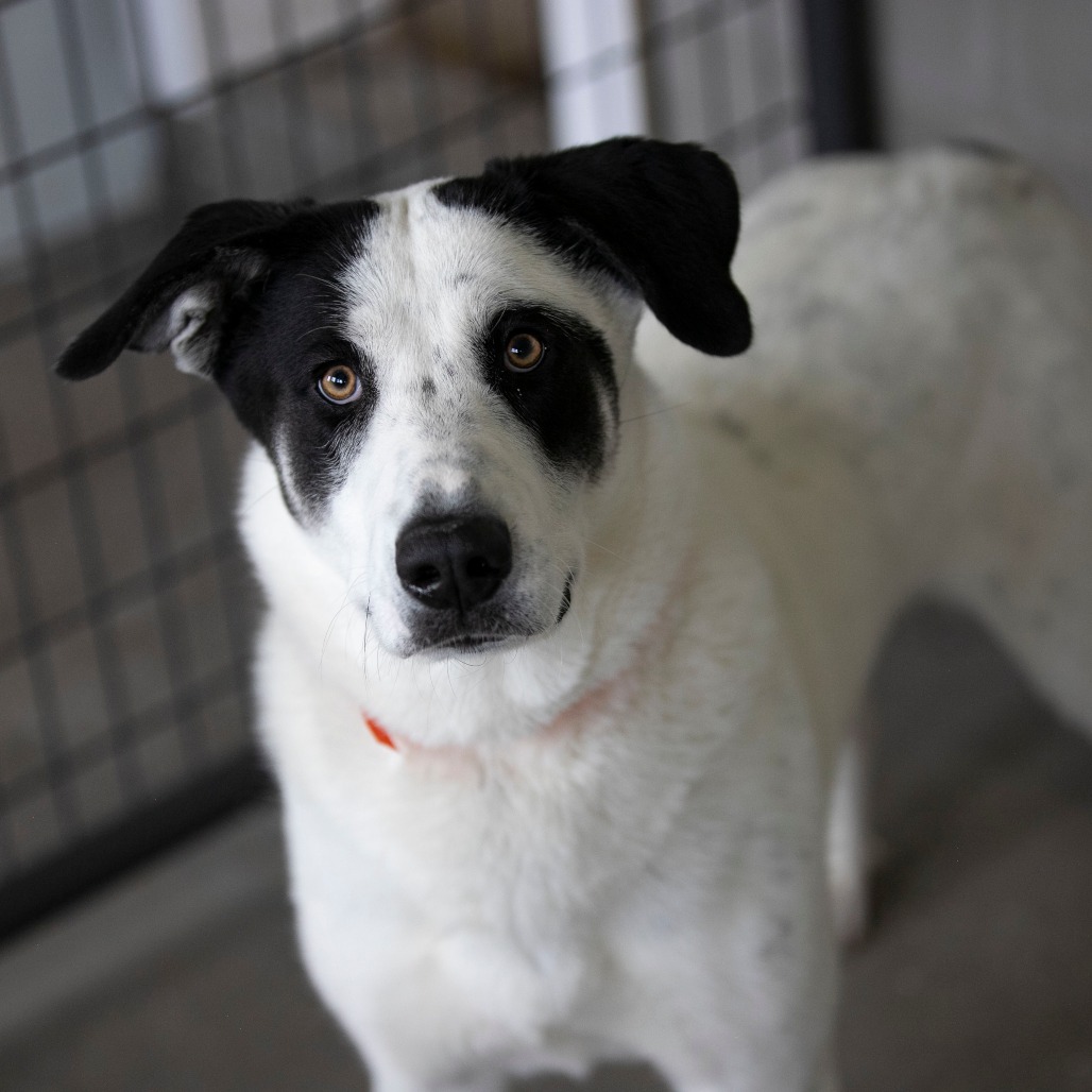 POLKA DOT (AG26-211) - Pyrenees, Great / Husky available for adoption