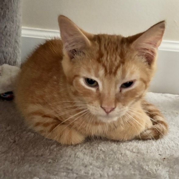 BIG RED - Domestic Shorthair available for adoption