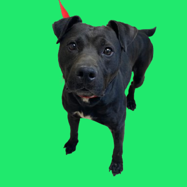Tusc Stray 82164
