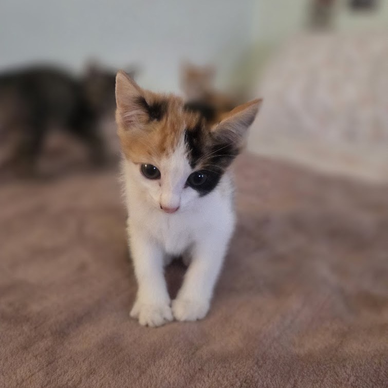 Kiwi, photo 4