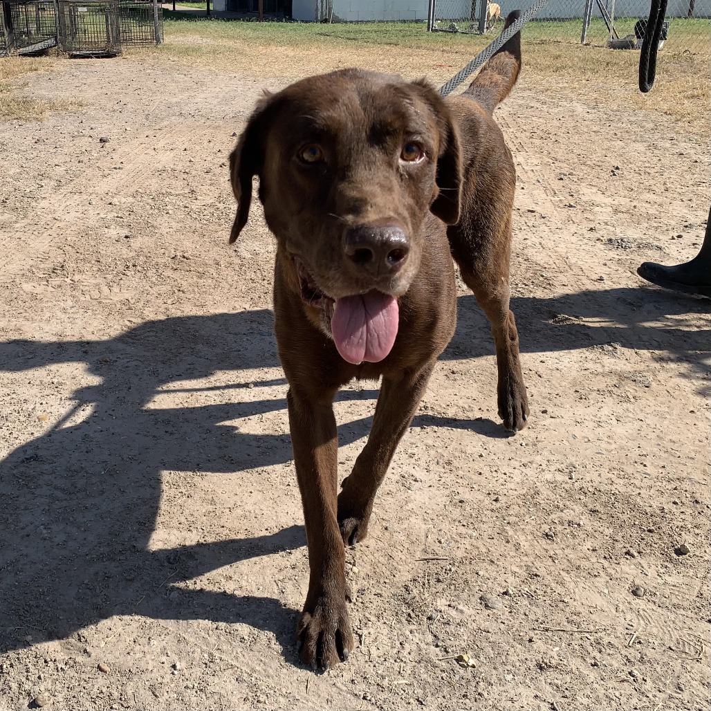 CHOCOLATE - Retriever / Chocolate Labrador available for adoption