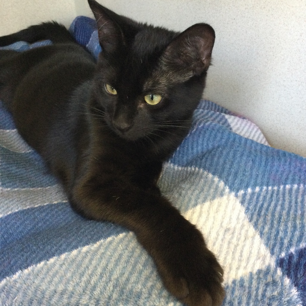 Kodi - Domestic Shorthair
