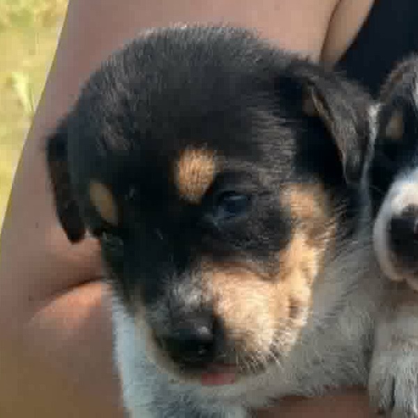 DOLLY - Mixed Breed (Medium) available for adoption