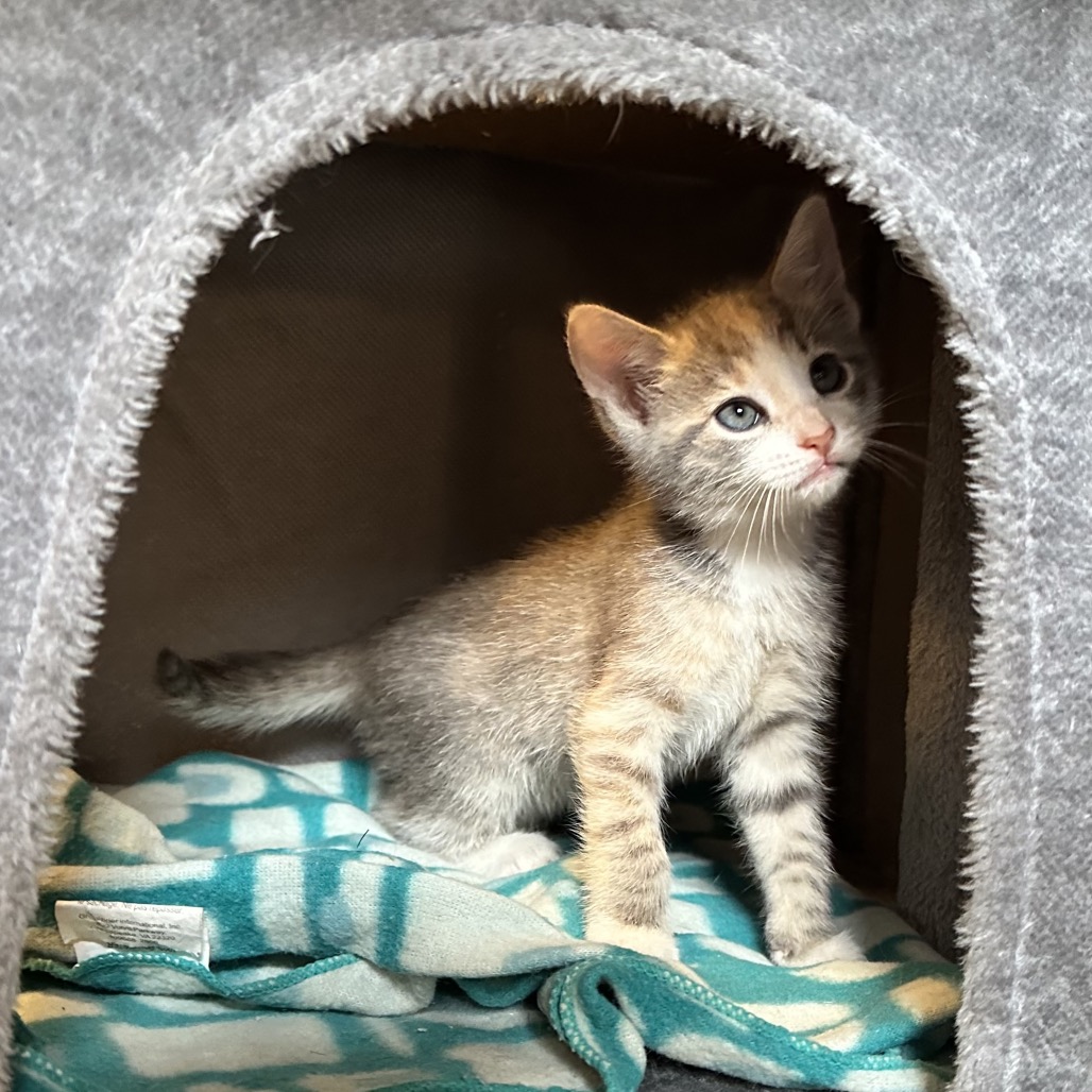 TEXAS TOAST 5 - Domestic Shorthair available for adoption