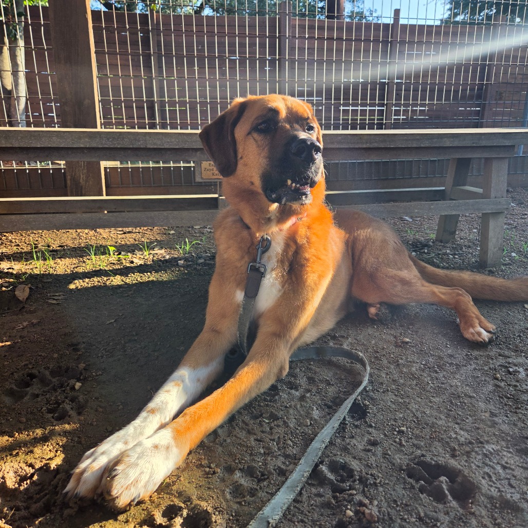AILY - Shepherd, Anatolian / Mix available for adoption
