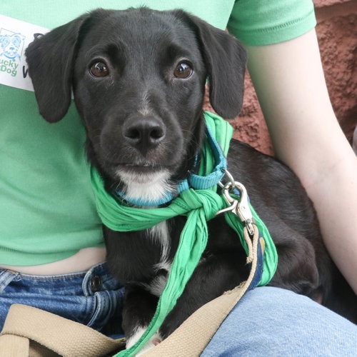 WILMA - Retriever, Labrador / Mix available for adoption