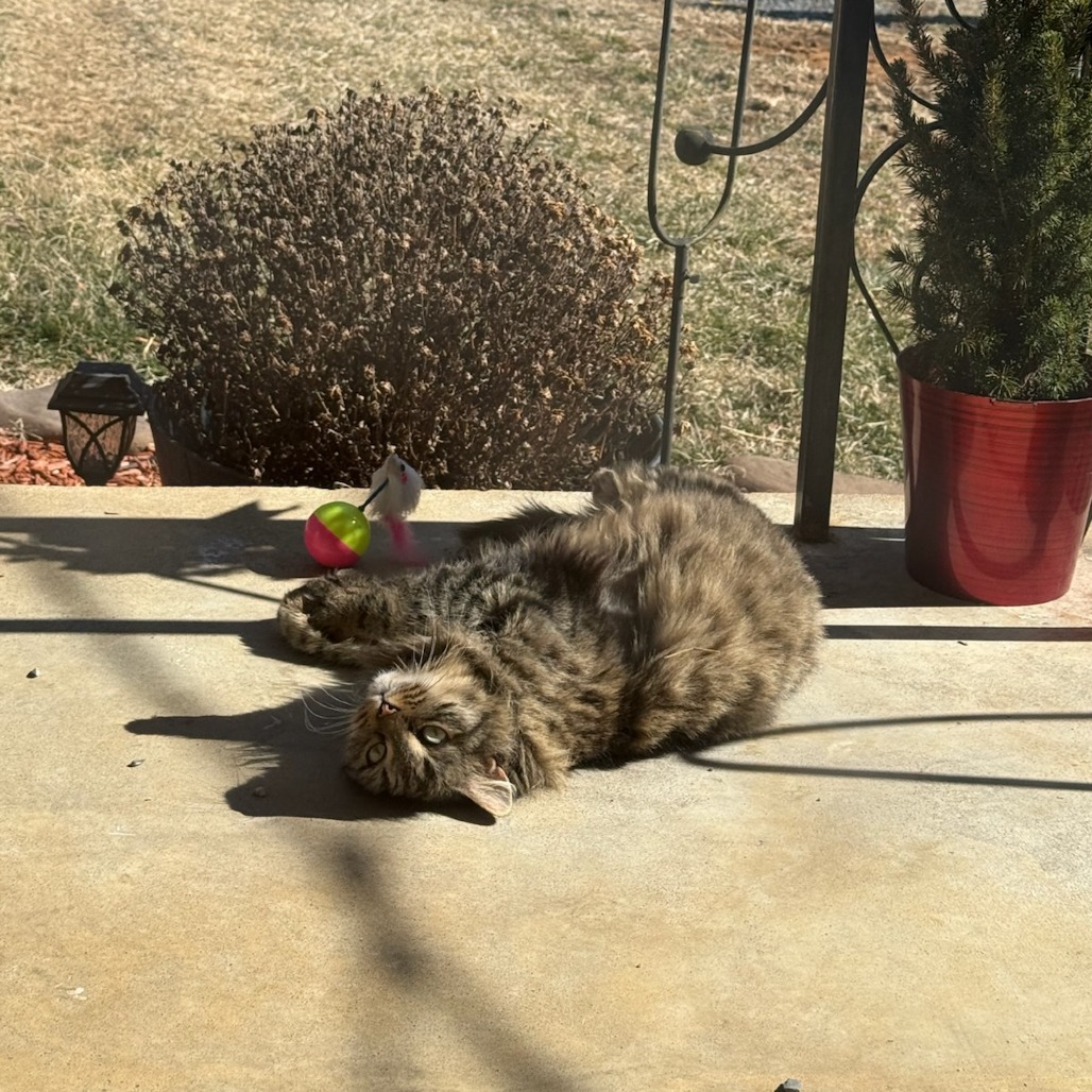 Sweetie — thumbnail 2