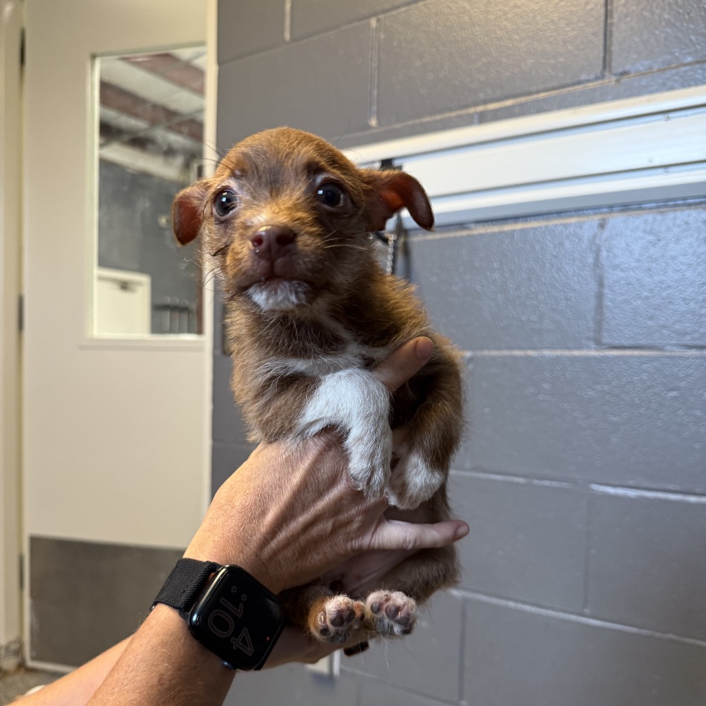 Tusc Stray 85896 2 3