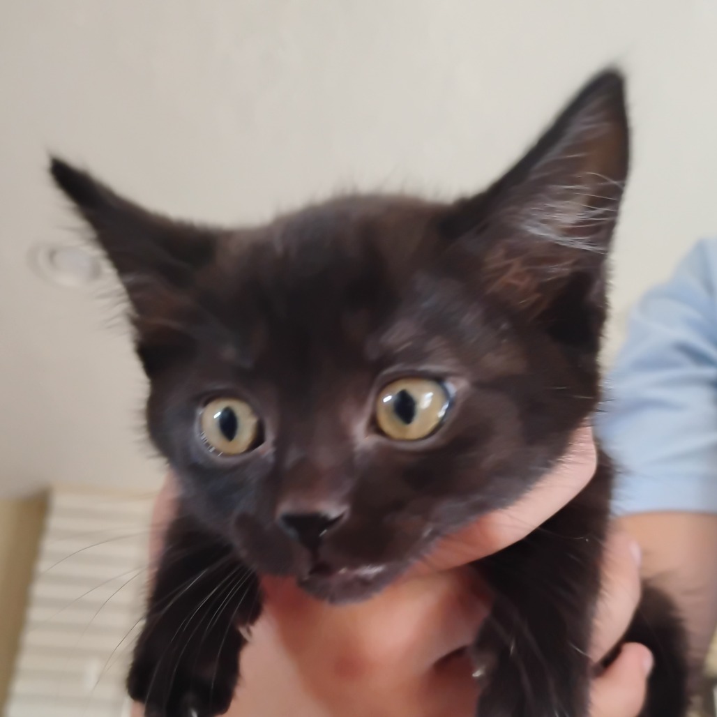 TWINKIE - Domestic Shorthair for adoption in West Jordan