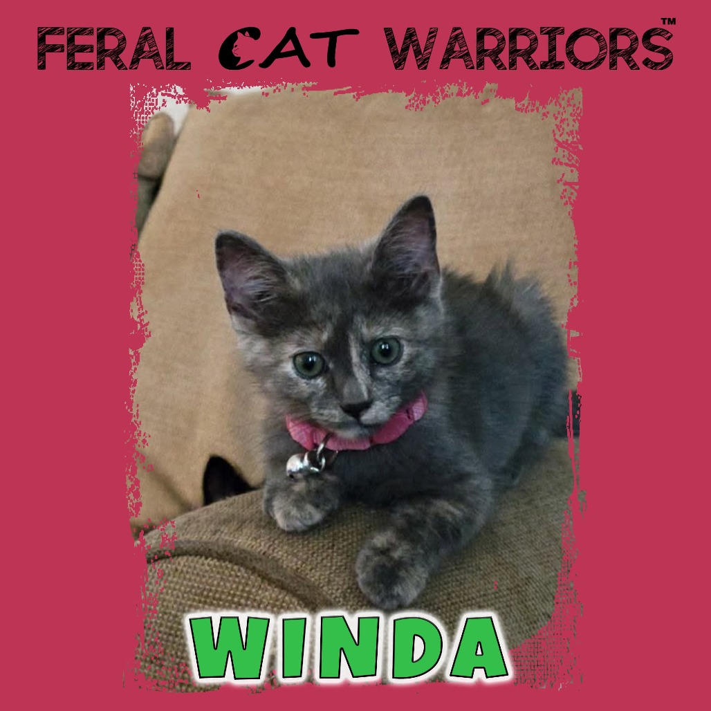 Winda