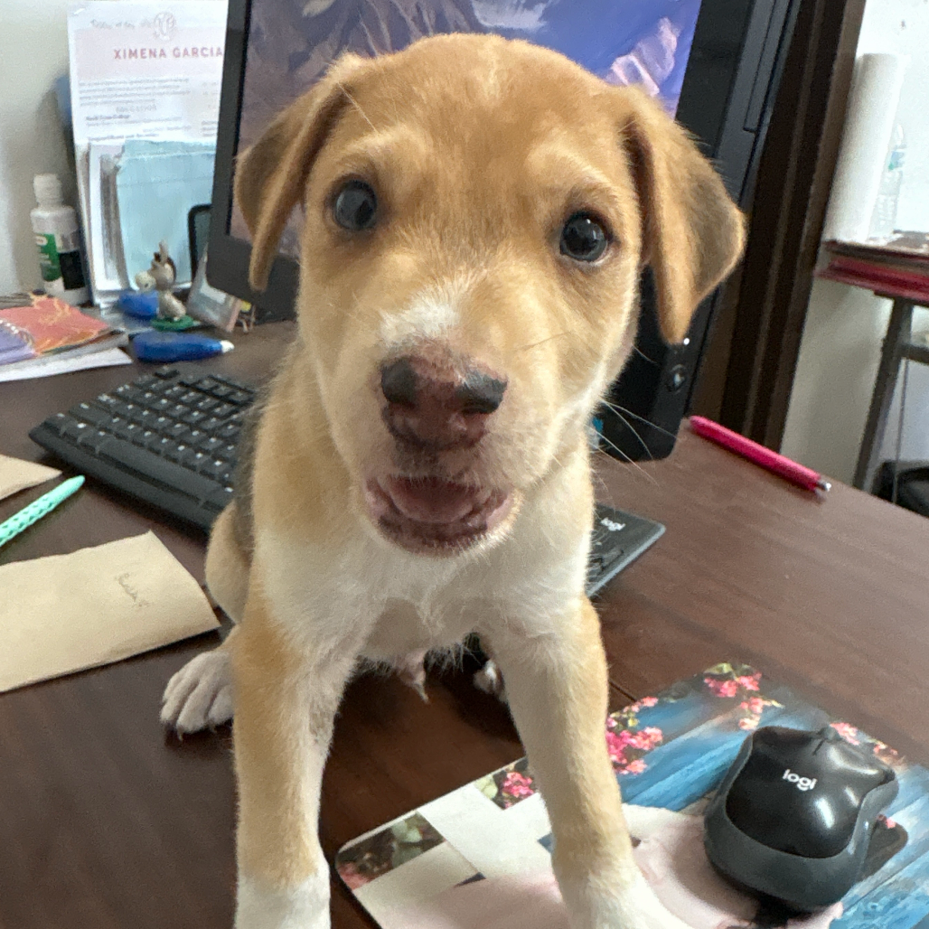 CASHEW - Shepherd available for adoption