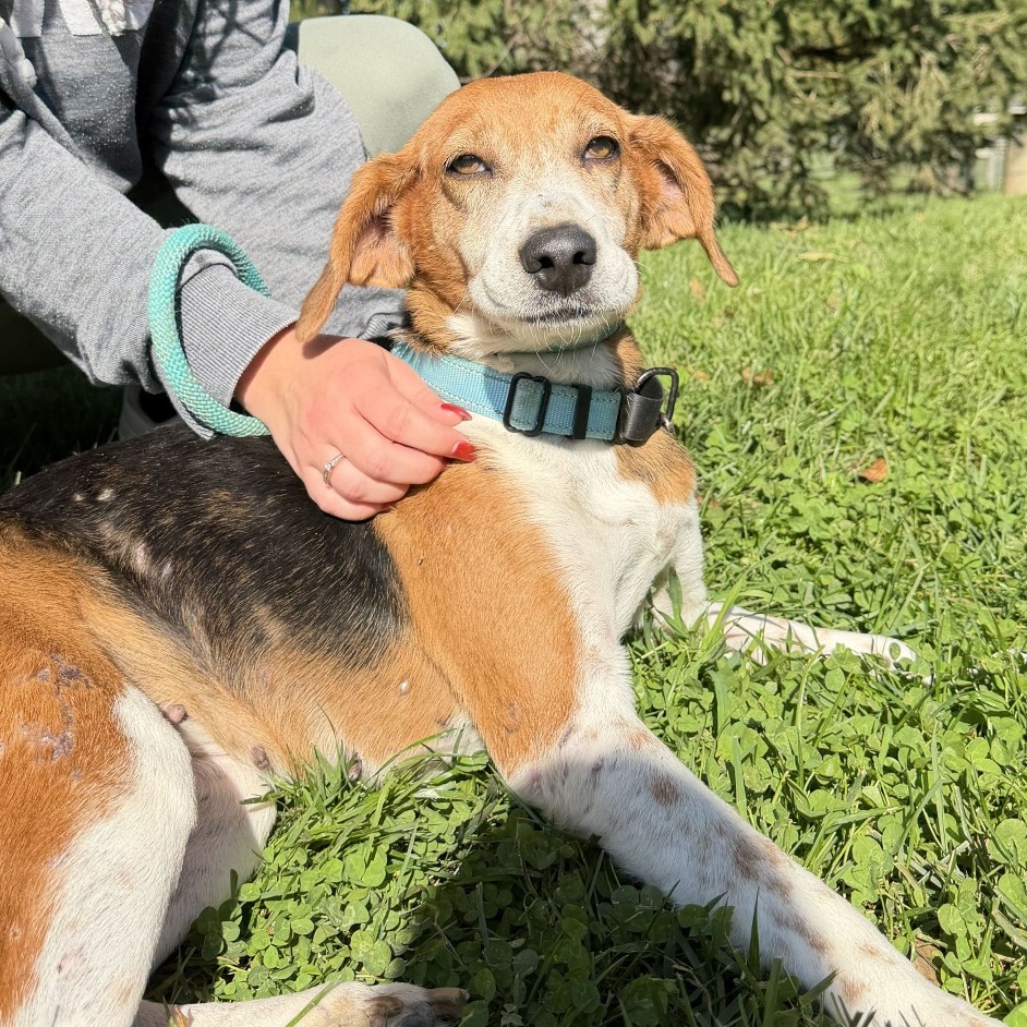 BO PEEP - Beagle / Mix available for adoption