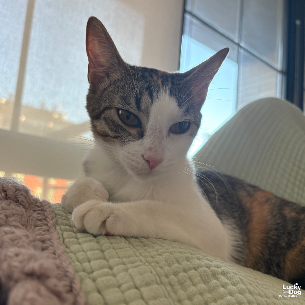 TULLY - Domestic Shorthair available for adoption