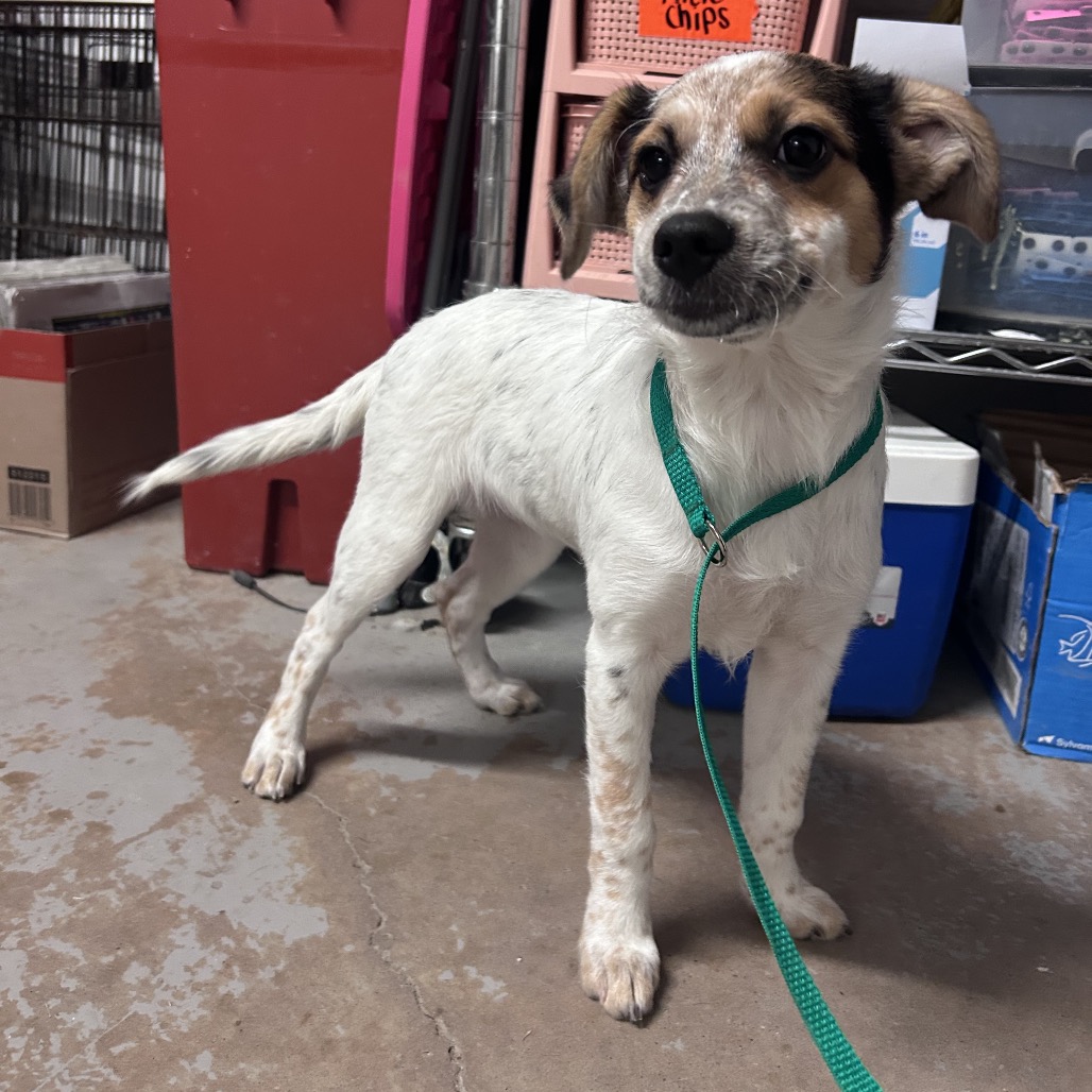 Mila, available for adoption at PVAS