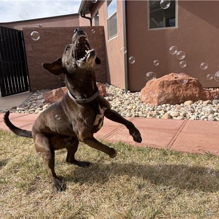 T-Rex, photo 36