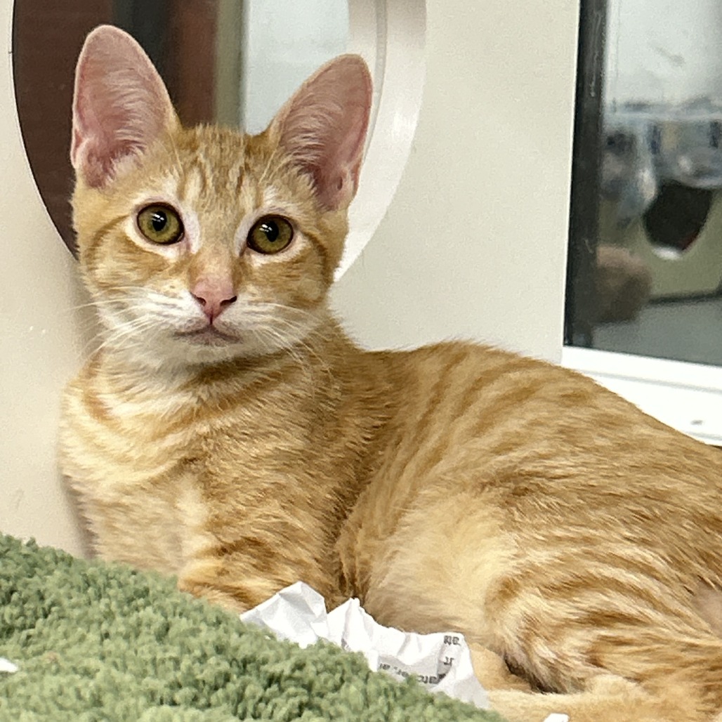 Marmalade
