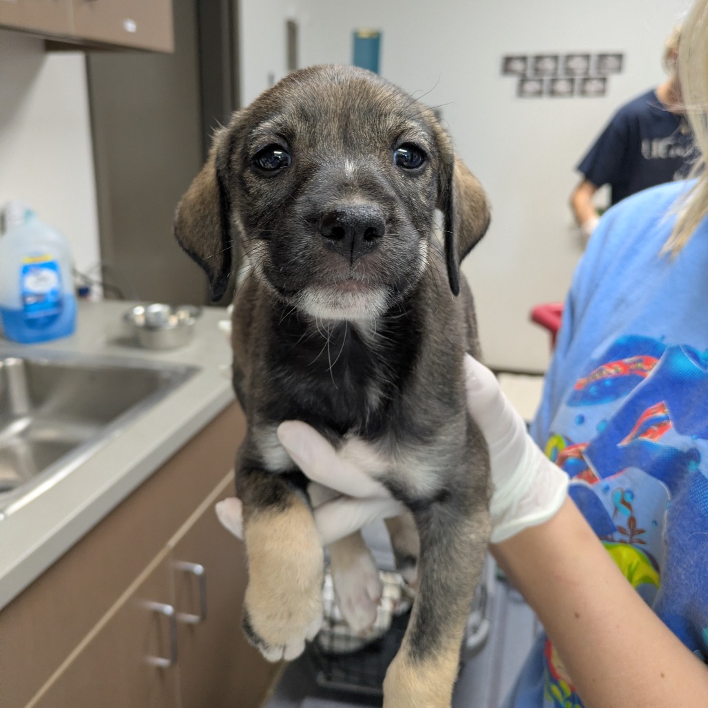 PANINI - Shepherd, German / Beagle available for adoption
