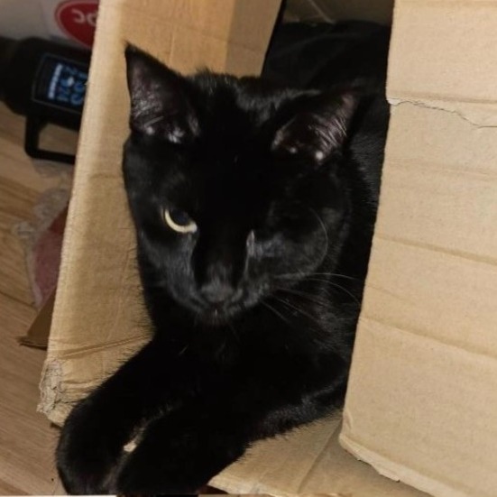 Cantaloupe: Female 58 Domestic Shorthair