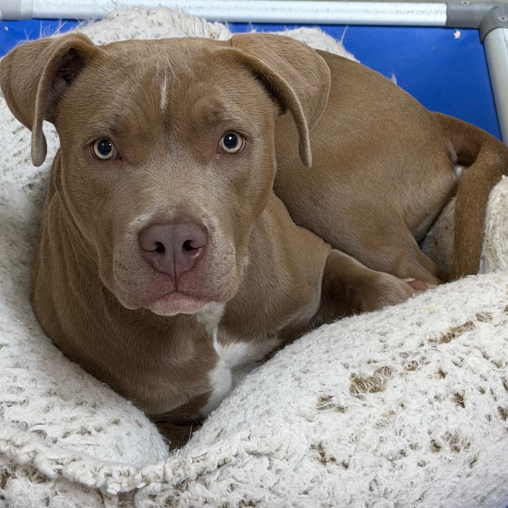 Kennel#24(Nala)'s preview photo