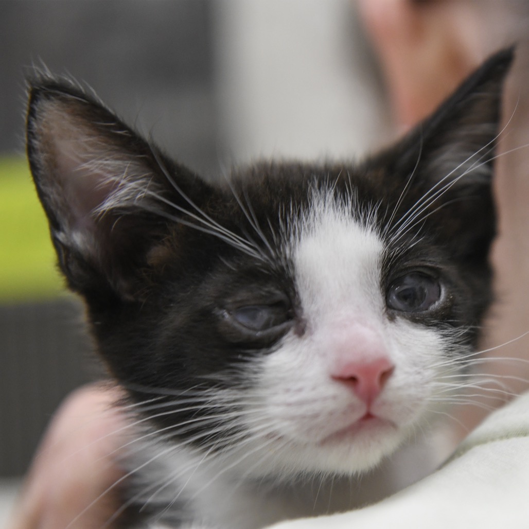 Lisbon (blue collar) - Domestic Shorthair