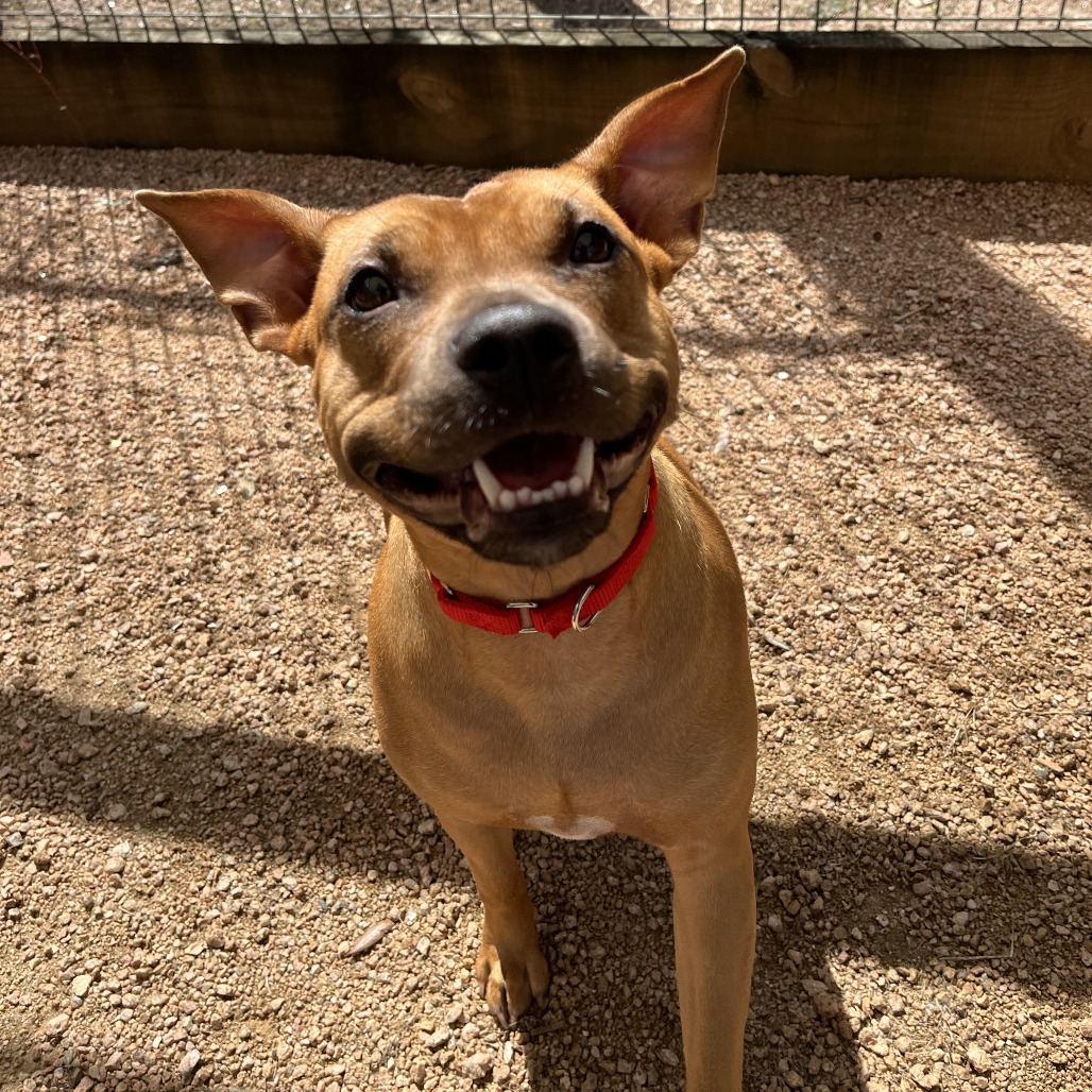 VIENNA - Mixed Breed (Medium) available for adoption